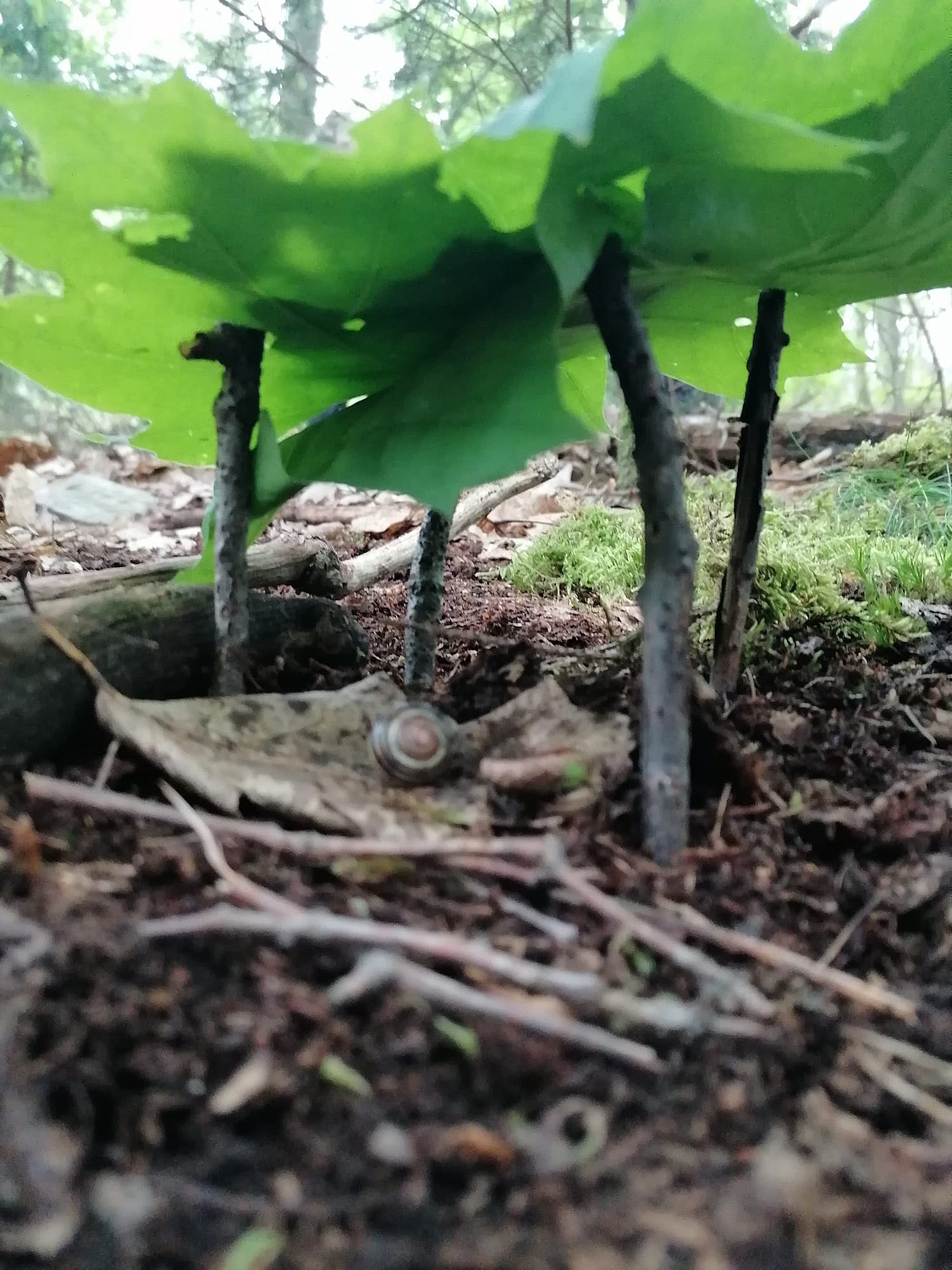 Waldwoche 2024
